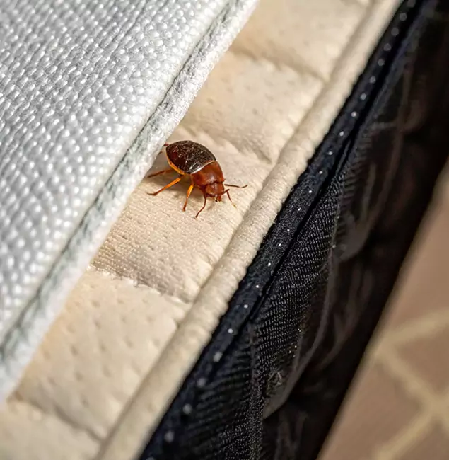 Why White City Homeowners Trust White City Pest Control Pro for Tick Treatment?
