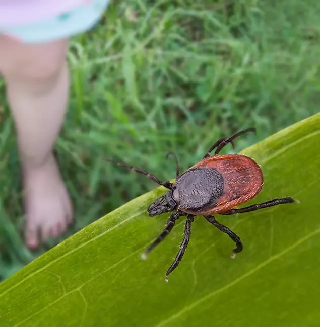 Why White City Homeowners Choose White City Pest Control Pro for Tick Extermination?