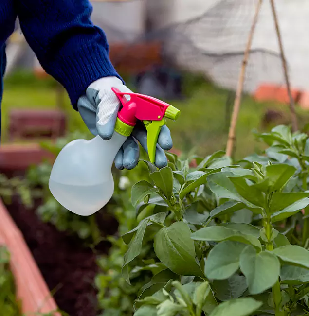 Why White City Relies on White City Pest Control Pro for Wasp Control Services?