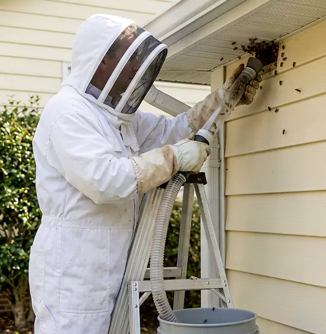 Why White City Trusts White City Pest Control Pro for Wasp Control?