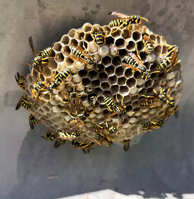 Why White City Chooses White City Pest Control Pro for Wasp Control Services?
