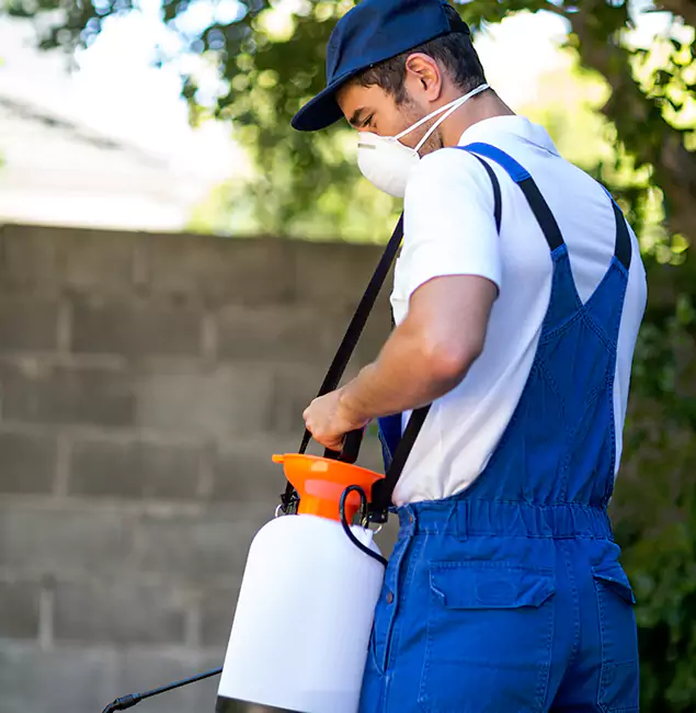 Why White City Pest Control Pro Is the Right Choice for Yellow Jacket Removal in White City, OR?