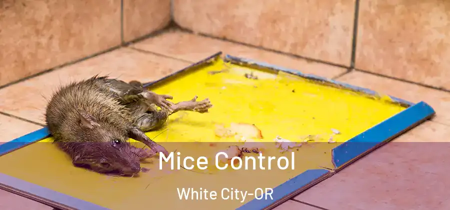 Mice Control White City-OR