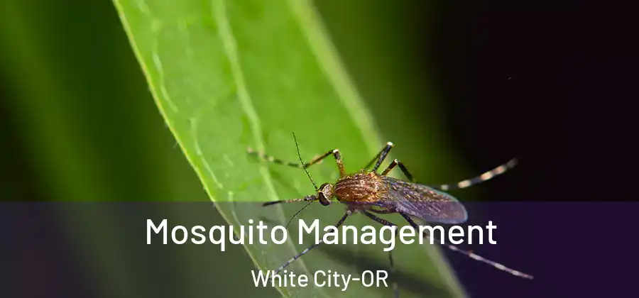 Mosquito Management White City-OR