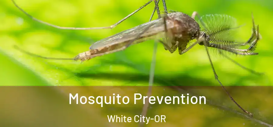 Mosquito Prevention White City-OR