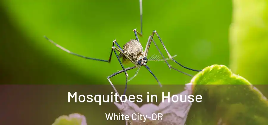 Mosquitoes in House White City-OR