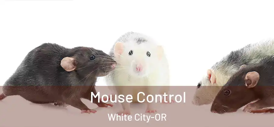  Mouse Control White City-OR