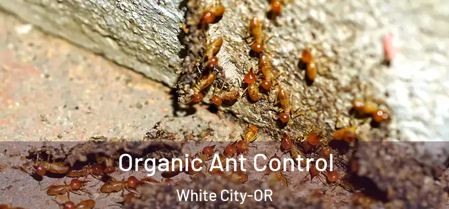 Organic Ant Control White City-OR