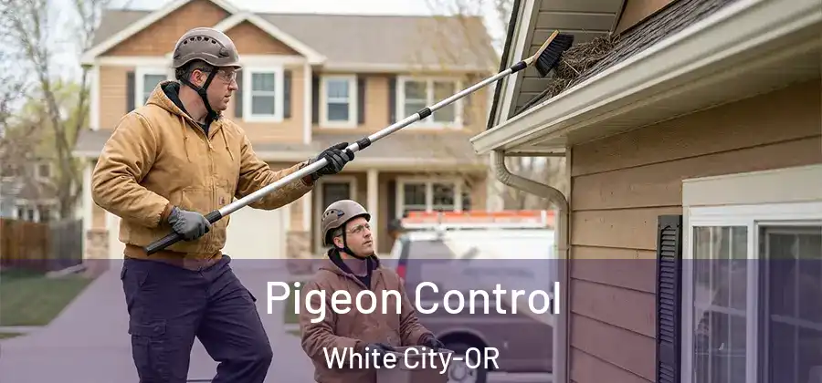 Pigeon Control White City-OR
