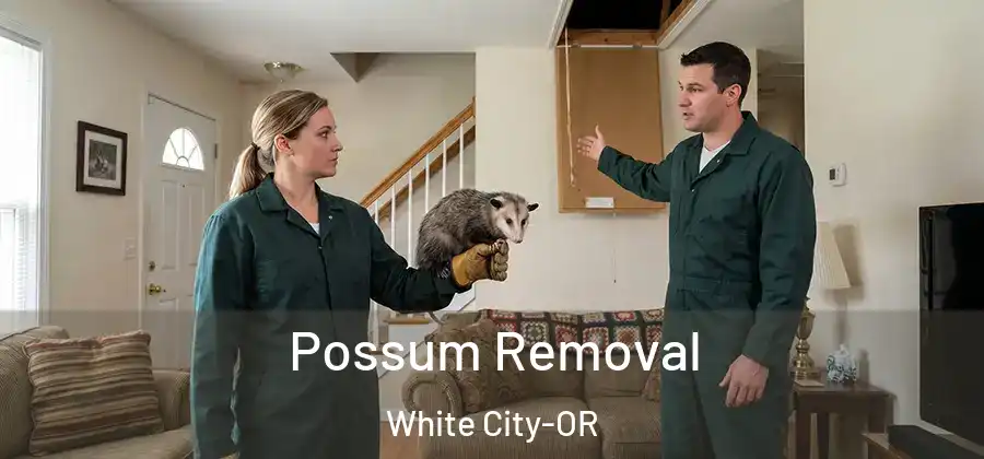 Possum Removal White City-OR