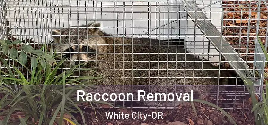  Raccoon Removal White City-OR