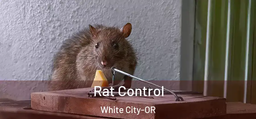 Rat Control White City-OR