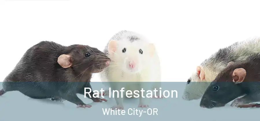 Rat Infestation White City-OR