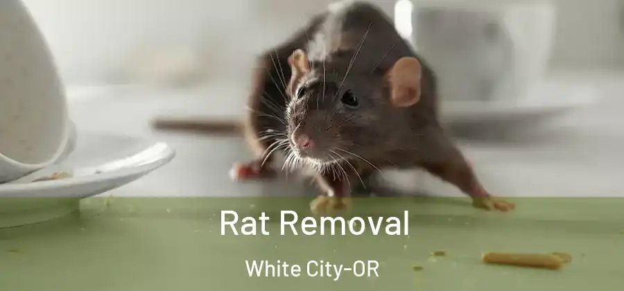  Rat Removal White City-OR