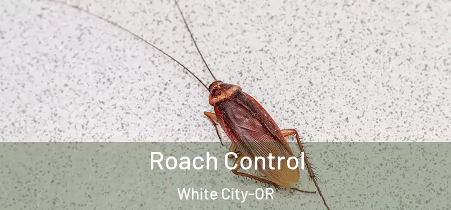  Roach Control White City-OR