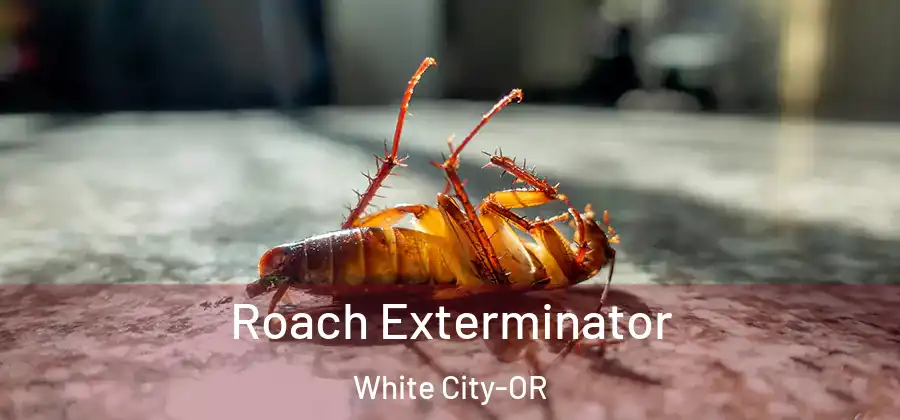  Roach Exterminator White City-OR