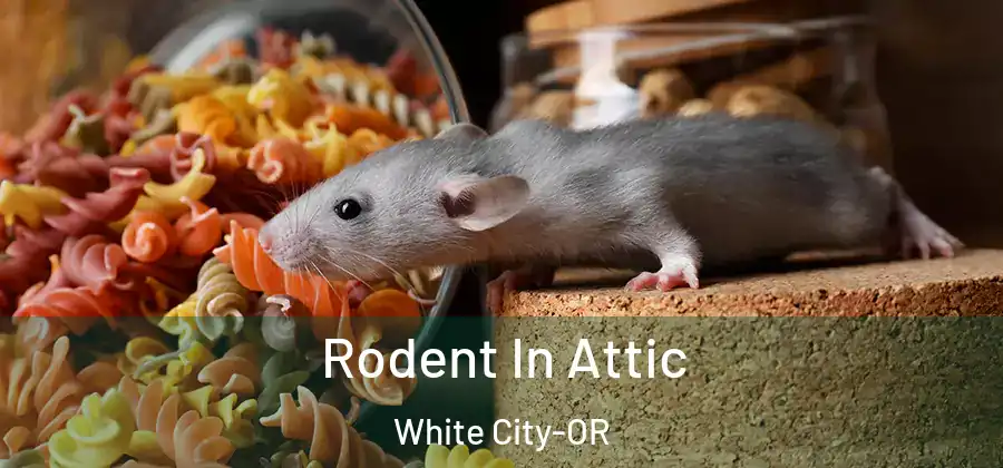 Rodent In Attic White City-OR