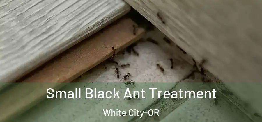  Small Black Ant Treatment White City-OR