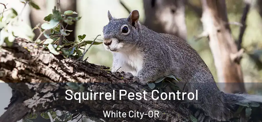 Squirrel Pest Control White City-OR