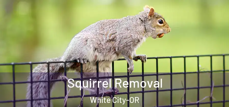 Squirrel Removal White City-OR