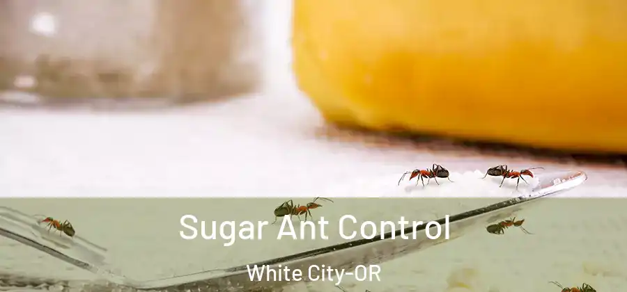  Sugar Ant Control White City-OR