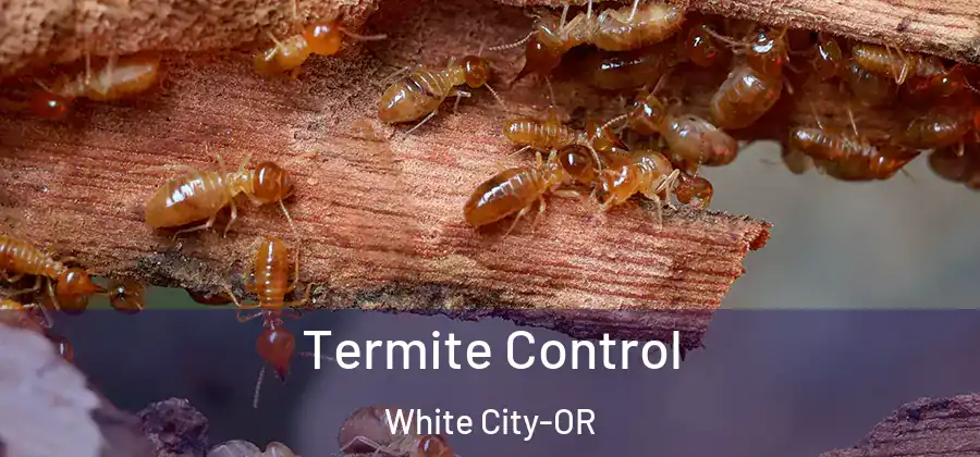 Termite Control White City-OR