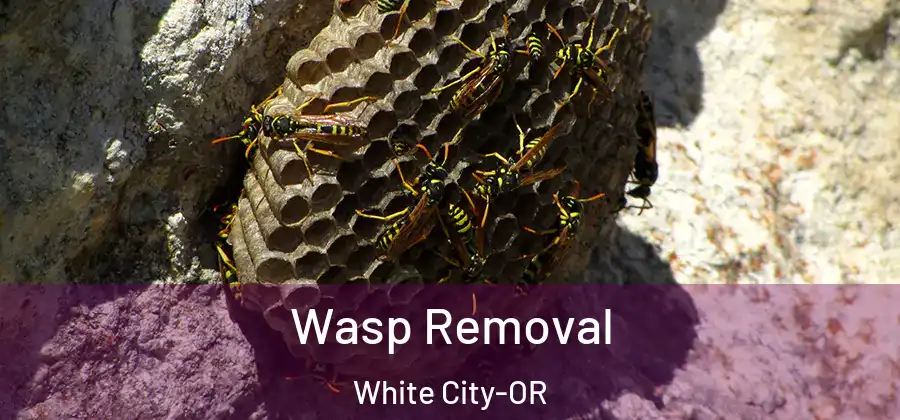 Wasp Removal White City-OR