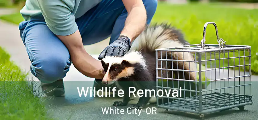 Wildlife Removal White City-OR
