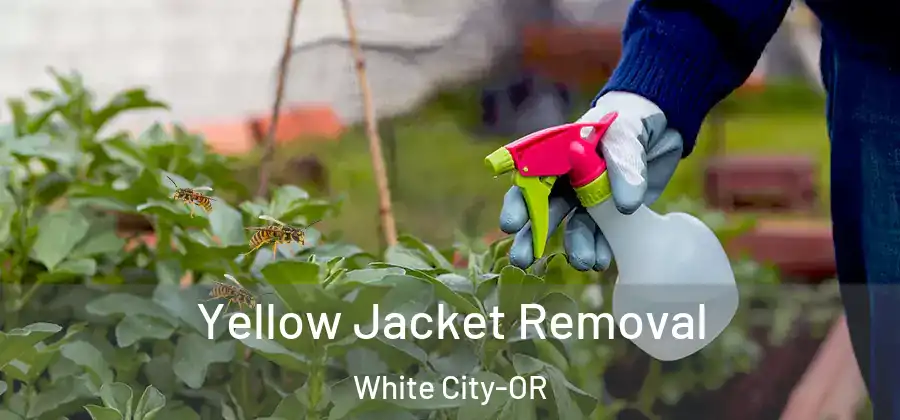 Yellow Jacket Removal White City-OR